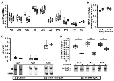 Modulation of Escherichia coli Translation by the Specific Inactivation of tRNAGly Under Oxidative Stress